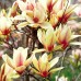 Magnolia Sunrise - Arbori ornamentali - AgroDenmar.ro
