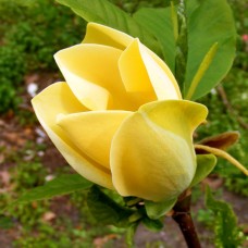Magnolia Yellow Bird
