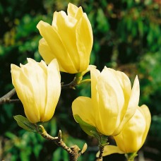 Magnolia Yellow River