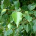 Mesteacan alb 100 - 120 cm - Arbori ornamentali - AgroDenmar.ro
