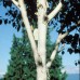 Mesteacan Jacquemontii - Arbori ornamentali - AgroDenmar.ro