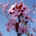 Prunus cerasifera Nigra - tip tufa - Arbori ornamentali - AgroDenmar.ro