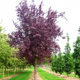 Prunus cerasifera Nigra - Arbori ornamentali - AgroDenmar.ro