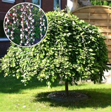Salcie Curgatoare altoita - Salix caprea pendula