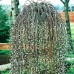 Salcie Capreasca altoita - Salix caprea pendula - Arbori ornamentali - AgroDenmar.ro