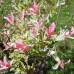 Salcie Japoneza altoita - Hakuro Nishiki - 120 - 140 cm - Arbori ornamentali - AgroDenmar.ro