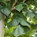 Tei cu frunza mare - Arbori ornamentali - AgroDenmar.ro