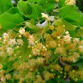 Tei Mirositor - Tilia Cordata 40 - 60 cm