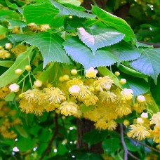 Tei Mirositor - Tilia Cordata