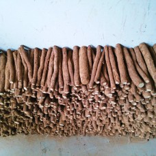 Paulownia Shantong 4 - Drajoni ST4