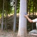 Paulownia Shantong 4 - Butas Lemnificat - Arbori paulownia - AgroDenmar.ro