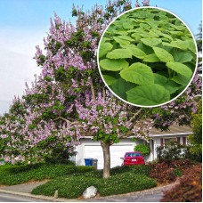 Paulownia Tomentosa ornamental - Rasad