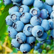 Afin Bluecrop