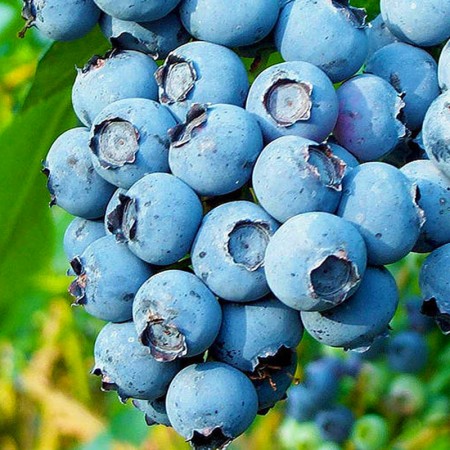 Afin Bluecrop - pe rod - Arbusti fructiferi - AgroDenmar.ro