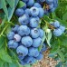 Afin Bluegold - pe rod - Arbusti fructiferi - AgroDenmar.ro