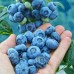 Afin Chandler - Arbusti fructiferi - AgroDenmar.ro