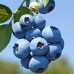 Afin - set 4 soiuri - Arbusti fructiferi - AgroDenmar.ro
