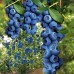 Afin Nelson - pe rod - Arbusti fructiferi - AgroDenmar.ro