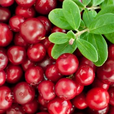 Afin Rosu - Merisor Pilgrim