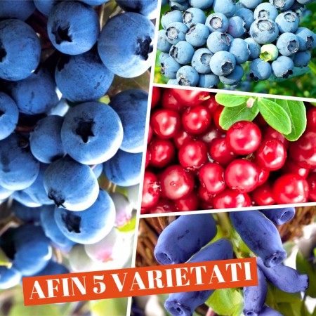 Afin - set 5 varietati - Arbusti fructiferi - AgroDenmar.ro