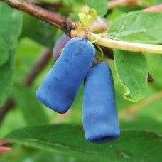 Afin siberian Lonicera Atut - Boaba de miere