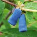 Afin siberian Lonicera - set 3 soiuri - Arbusti fructiferi - AgroDenmar.ro