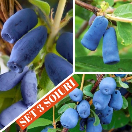 Afin siberian Lonicera - set 3 soiuri - Arbusti fructiferi - AgroDenmar.ro