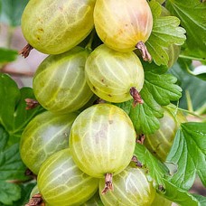 Agris alb Invicta