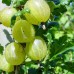 Agris alb Invicta - tulpina inalta altoit - Arbusti fructiferi - AgroDenmar.ro