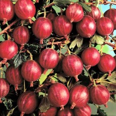 Agris rosu Hinnonmaki - tulpina inalta altoit