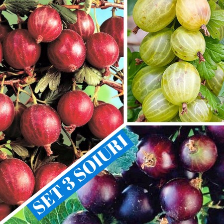 Agris tulpina inalta altoit - set 3 soiuri - Arbusti fructiferi - AgroDenmar.ro