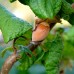 Alun Cret - Corylus avellana Contorta 40 cm - pe rod - Arbusti fructiferi - AgroDenmar.ro