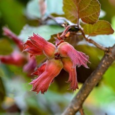 Alun rosu Purpurea