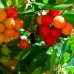 Arbutus Unedo Compacta - Arborele de Capsuni - Arbusti fructiferi - AgroDenmar.ro