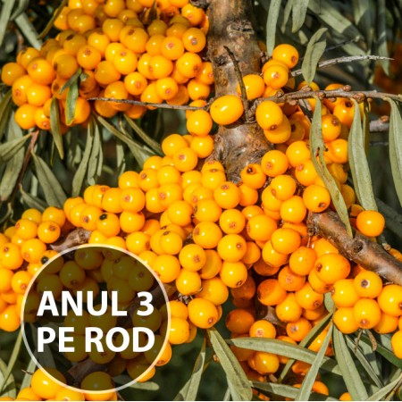 Catina alba pe Rod - set 5 buc - Arbusti fructiferi - AgroDenmar.ro