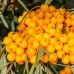 Catina alba pe Rod - set 5 buc - Arbusti fructiferi - AgroDenmar.ro