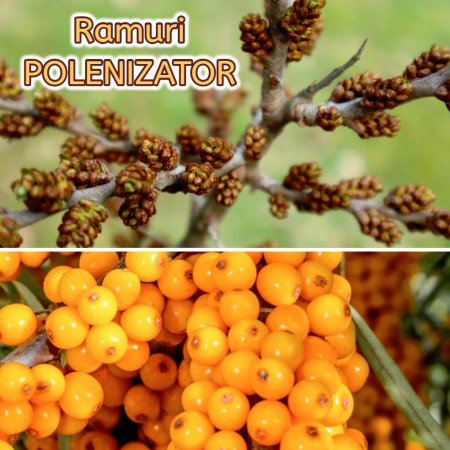 Catina alba Polenizator - Arbusti fructiferi - AgroDenmar.ro