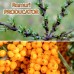 Catina alba Polenizator - Arbusti fructiferi - AgroDenmar.ro
