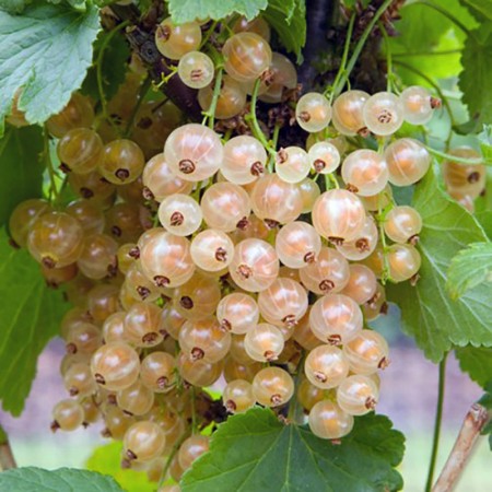 Coacaz alb Blanka - tulpina inalta altoit - Arbusti fructiferi - AgroDenmar.ro