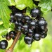 Coacaz negru Titania - pe rod - Arbusti fructiferi - AgroDenmar.ro
