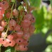 Coacaz roz Lubawa - Arbusti fructiferi - AgroDenmar.ro