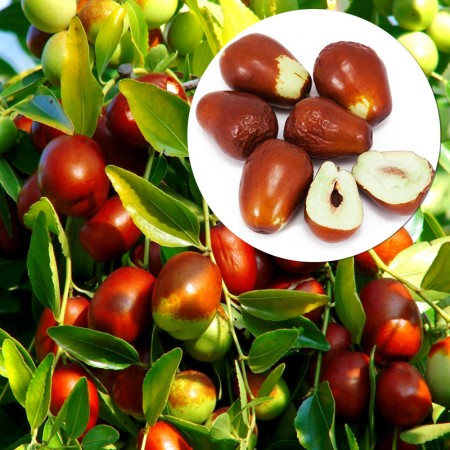 Curmal chinezesc Lang - Arbusti fructiferi - AgroDenmar.ro