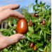 Curmal chinezesc Lang - Arbusti fructiferi - AgroDenmar.ro