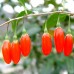 Goji Ningxia NQ1 - Arbusti fructiferi - AgroDenmar.ro