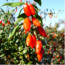 Goji Ningxia NQ1 - 100 bucati