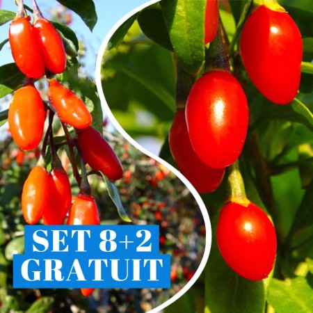 Goji Ningxia NQ1 - set 8+2 Gratuit - Arbusti fructiferi - AgroDenmar.ro