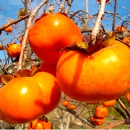 Kaki Tipo - Arbusti fructiferi - AgroDenmar.ro