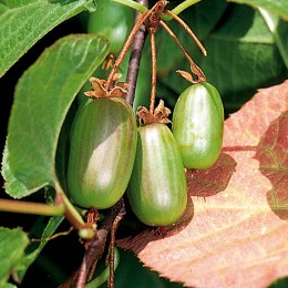 Kiwi Dr.Szymanowski - Arbusti fructiferi - AgroDenmar.ro