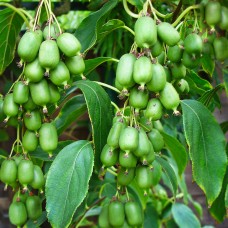 Kiwi Issai