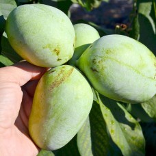 Pawpaw Sunflower - Banana nordului
